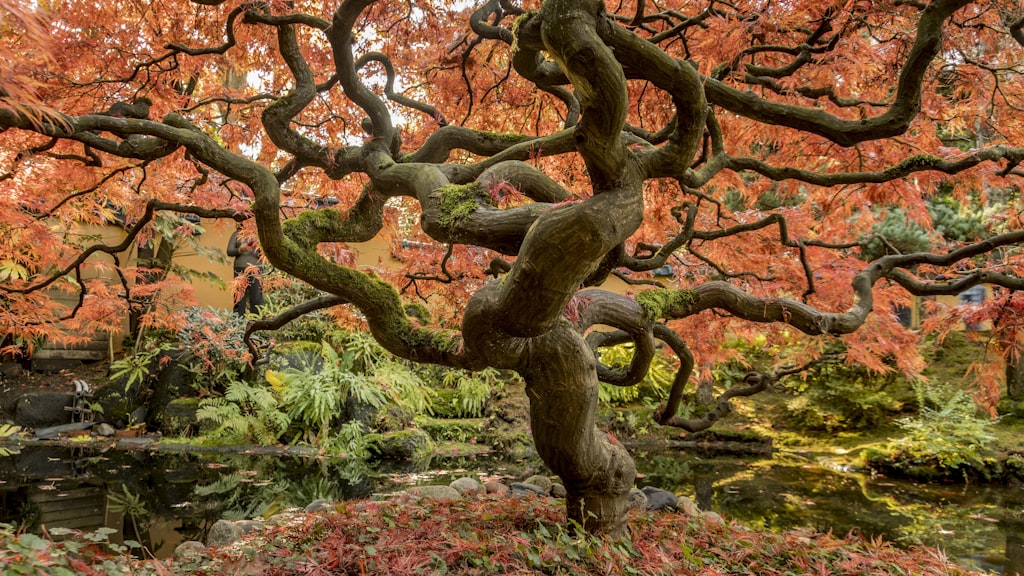 pink sakura tree at daytime