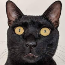 Avatar for david2004kang from gravatar.com