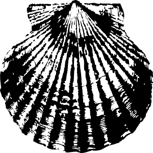 scallop