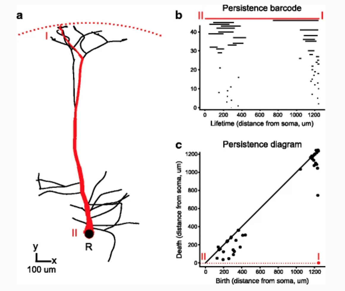 Schematic of persistence diagrams