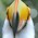 Avatar for Toucanfan from gravatar.com