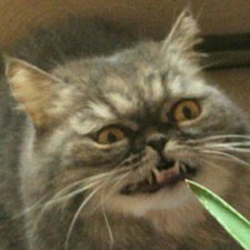 Avatar for Ivan Zhivolupov from gravatar.com