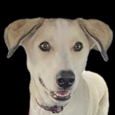 Avatar for Aki Sasaki from gravatar.com