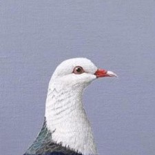 Avatar for Dano Morrison from gravatar.com