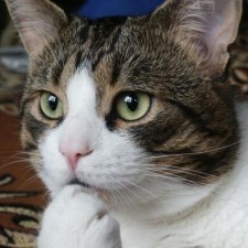 Avatar for omitroom13 from gravatar.com