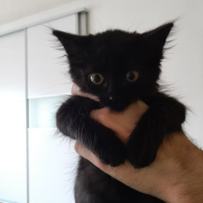 Avatar for DedInc. from gravatar.com