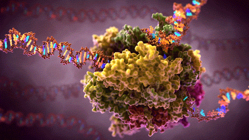 ribosome