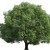 Avatar for OakTree from gravatar.com