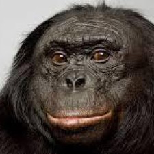 Avatar for gibonobo from gravatar.com