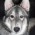 Avatar for wisdomwolf from gravatar.com