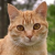 Avatar for neko1101 from gravatar.com