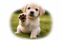 OpenPaw