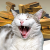 Avatar for nazar.nichen from gravatar.com