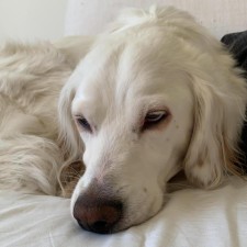 Avatar for Leonardo Alchieri from gravatar.com