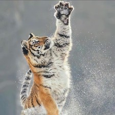Avatar for liwangmj from gravatar.com