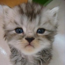 Avatar for Minidoracat from gravatar.com
