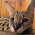 Avatar for panekj from gravatar.com