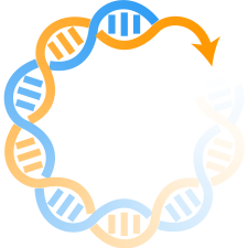 Avatar for BioSimulators from gravatar.com