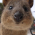 Avatar for KLea from gravatar.com
