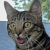 Avatar for Piggy_Gaming from gravatar.com