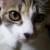 Avatar for keiono from gravatar.com