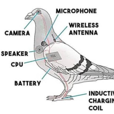 Avatar for BirdsAreFlyingCameras from gravatar.com