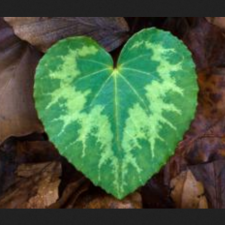 Avatar for Gary Mirams from gravatar.com