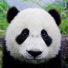 Avatar for wooln from gravatar.com
