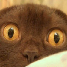 Avatar for Nate Collins from gravatar.com