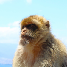 Avatar for mrMaxwellTheCat from gravatar.com