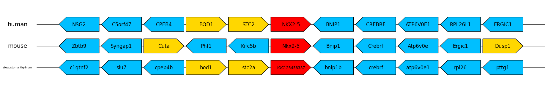 nkx2-5plot