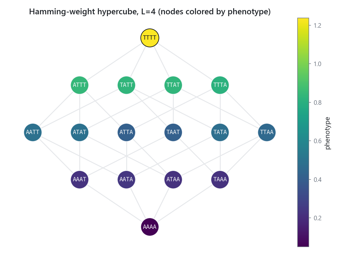 An L=4 biallelic genotype-phenotype map drawn as a hypercube laid out by Hamming distance, nodes colored by phenotype