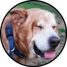 Avatar for RonenNess from gravatar.com