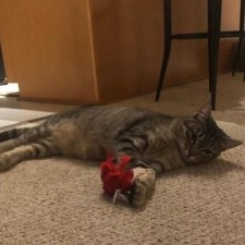 Avatar for Michelle Yuen from gravatar.com