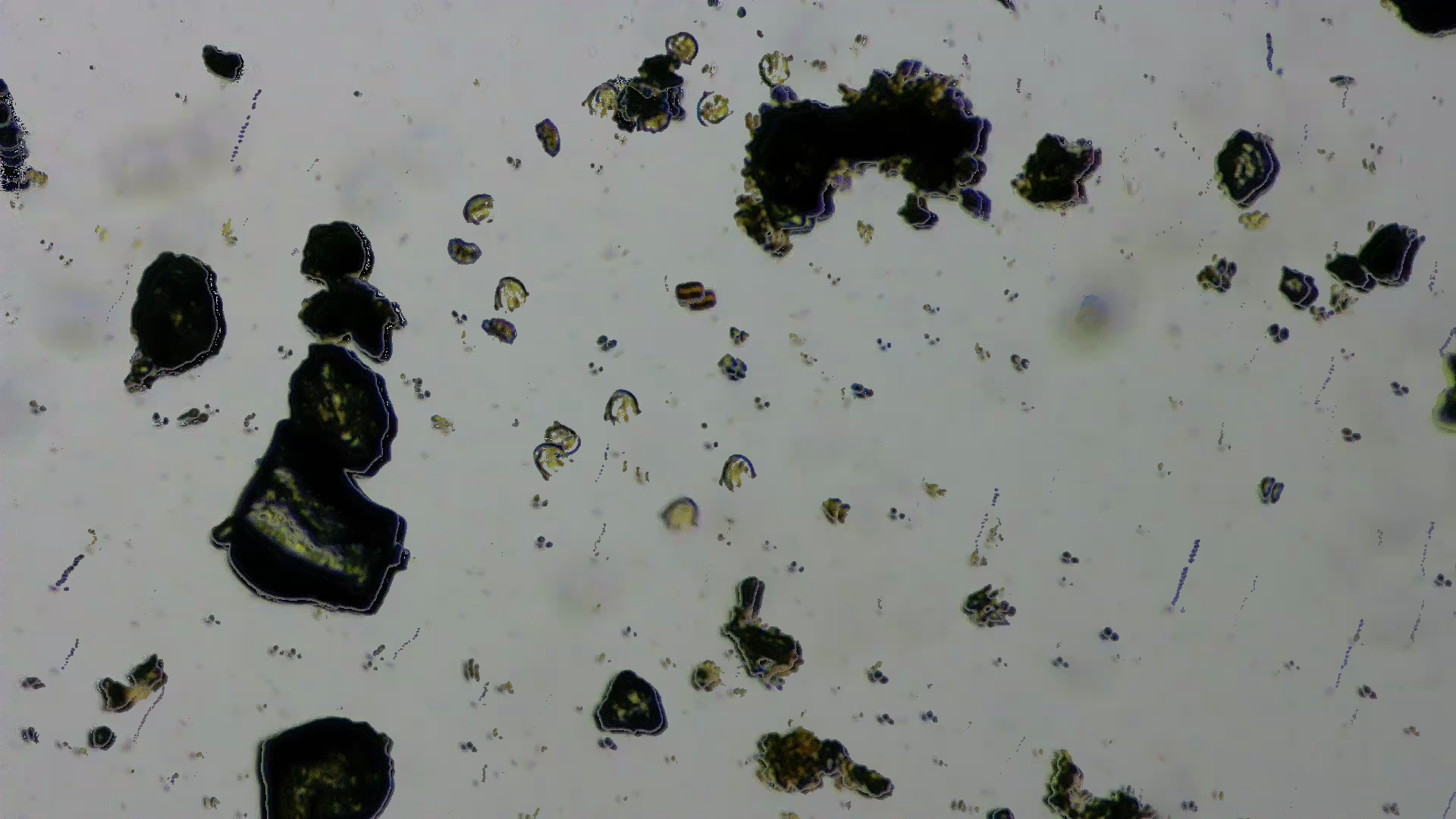 Plankton Example