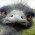 Avatar for PhilippHoll from gravatar.com