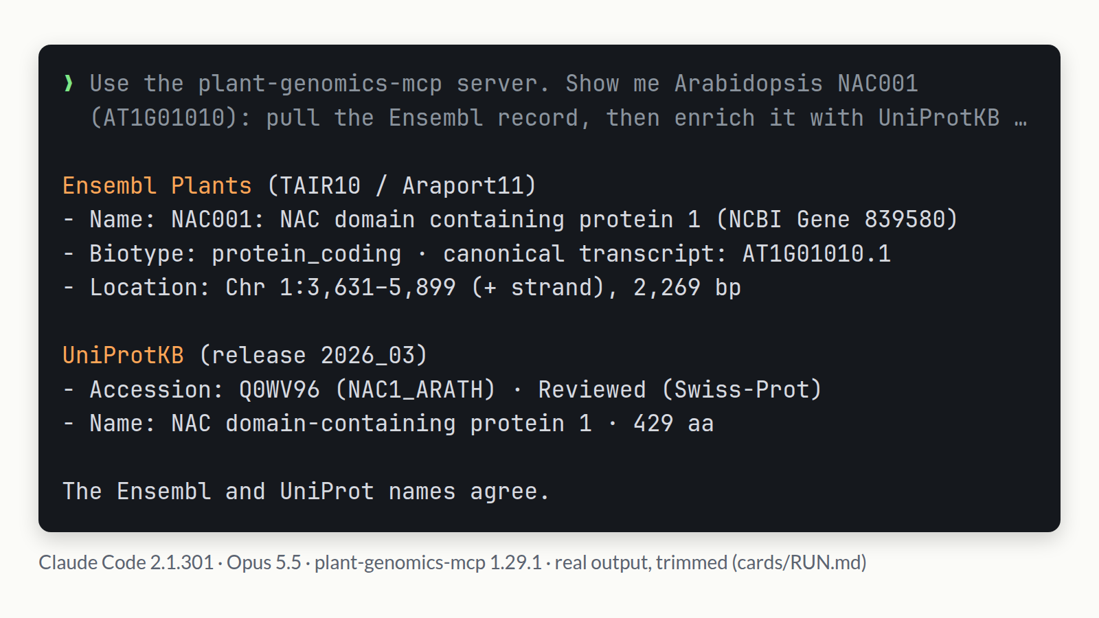 Claude Code (Opus 5.5) with plant-genomics-mcp 1.29.1 answering a prompt about Arabidopsis NAC001 (AT1G01010): the Ensembl Plants record (Chr 1:3,631-5,899, protein_coding) and UniProtKB entry Q0WV96 (NAC1_ARATH, reviewed, 429 aa). Real output, trimmed