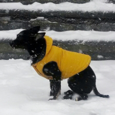 Avatar for jackiekazil from gravatar.com