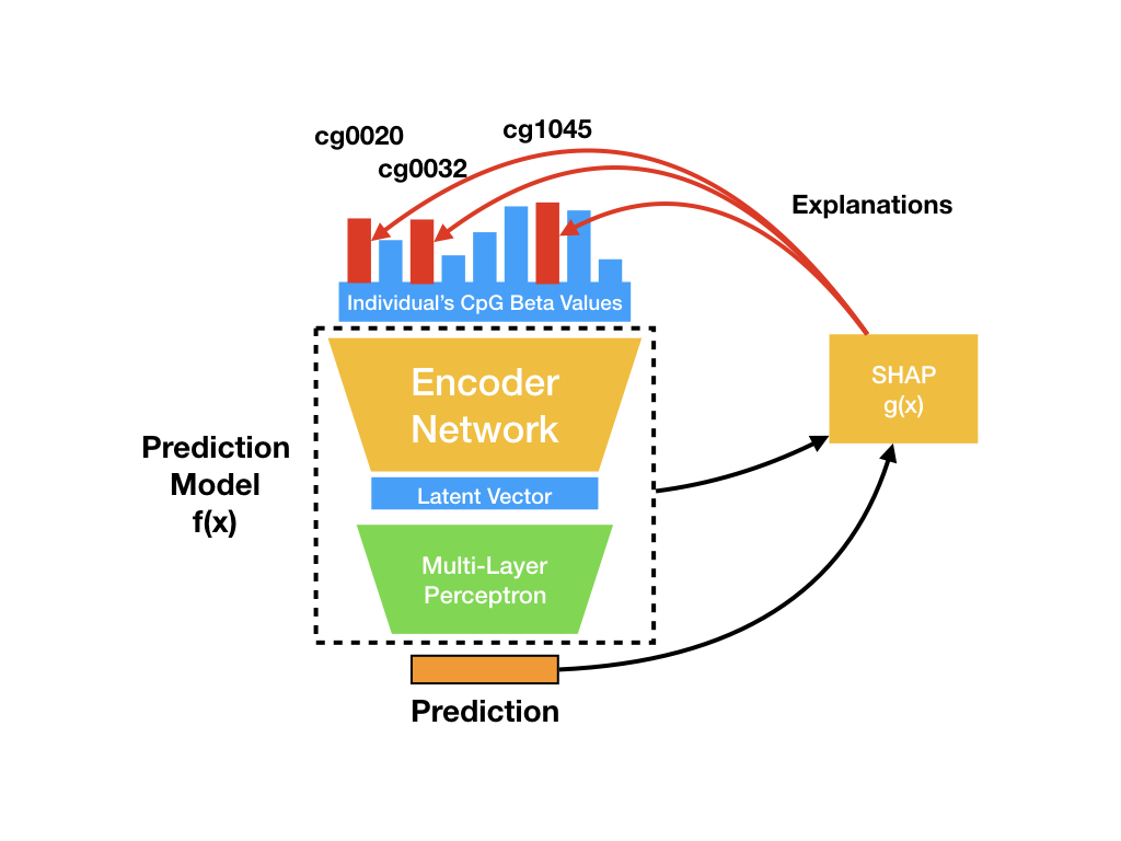 MethylNetPresentationSpring2019Lab 004