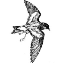 Avatar for Peter Ralph from gravatar.com