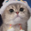 Avatar for MiokoTech from gravatar.com