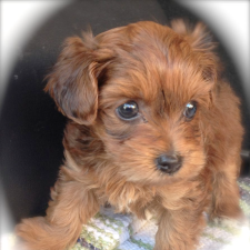 Avatar for Niels Draaisma from gravatar.com