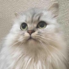 Avatar for Yasushi Itoh from gravatar.com