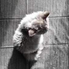 Avatar for grktsh from gravatar.com