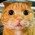 Avatar for Abirdcfly from gravatar.com