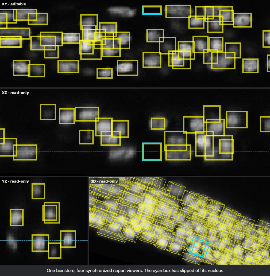 Four napari viewers of one C. elegans volume share one box store: XY is editable, XZ, YZ and 3D are read-only. A box that has slipped off its nucleus is dragged back onto it in XY; XZ follows every move, YZ shows the box when it arrives, and the 3D view follows at the release. Its corner is pulled out until the box fits the nucleus. The XY view steps through z and draws only the boxes on each slice. Cmd+Z undoes the fit in every view and Cmd+Shift+Z redoes it. The 3D view is turned.