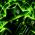 Avatar for greenforger from gravatar.com