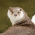 Avatar for otter18 from gravatar.com
