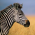 Avatar for pagerunion from gravatar.com
