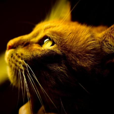 Avatar for Jishnu M from gravatar.com